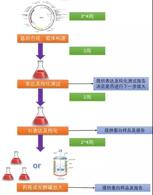 哺乳動物細(xì)胞蛋白表達(dá)系統(tǒng) 高效精準(zhǔn)的技術(shù)服務(wù)分享